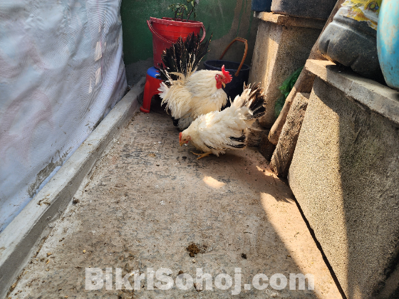 জাপানিজ ব্লাক টেইল বেন্থাম